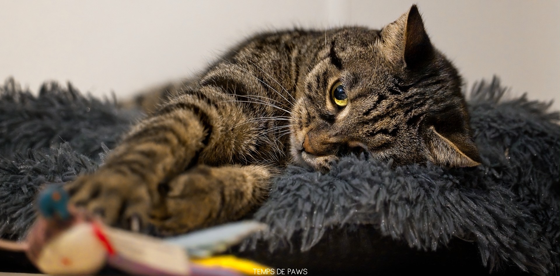 Photo d'un chat qui joue